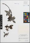 Foto von Salix hastata L.